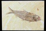 Detailed Fossil Fish (Knightia) - Wyoming #104183-1